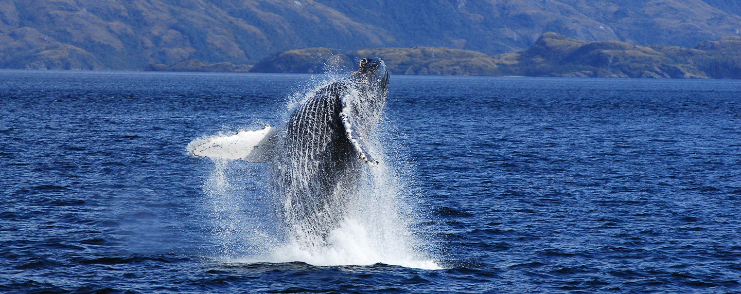 imgParqueMarinoFranciscoC003