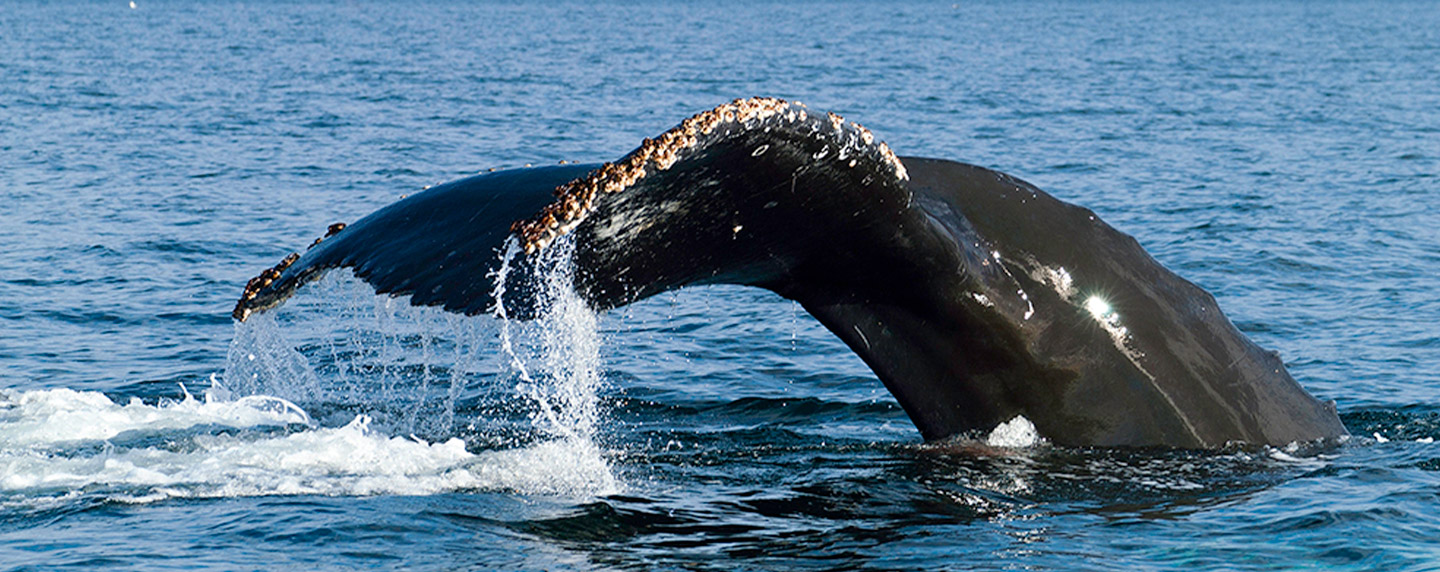 imgParqueMarinoFranciscoC004