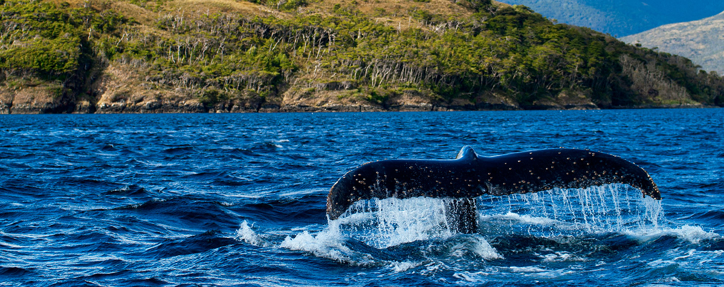 imgParqueMarinoFranciscoC005